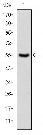 PRK2 Primary Antibody MP30252 [M1D1]