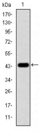 MAPK3 Primary Antibody MP30261 [M1E5]