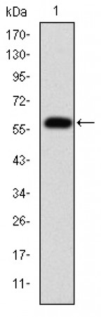 FGG Primary Antibody MP30267 [M5A6]