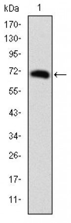 FOXP2 Primary Antibody MP30268 [M5C11A8]