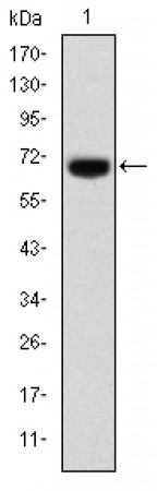 FOXP2 Primary Antibody MP30269 [M5C11A2]