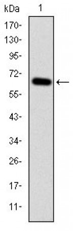 MAP3K2 Primary Antibody MP30273 [M4B4]