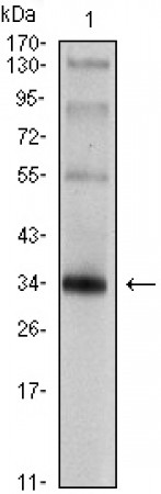 SYP Primary Antibody MP30032 [M7H12]
