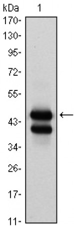 GATA1 Primary Antibody MP30047 [M4F5]