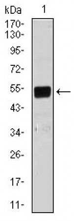mouse Lplunc1 Primary Antibody MP30429 [M1F11E3]