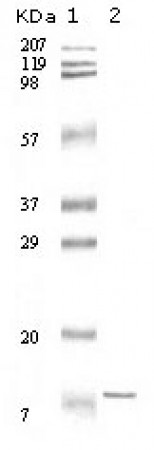 IL-11 Primary Antibody MP20034 [M6D9A1]