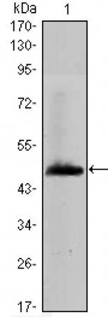 HAS1 Primary Antibody MP30080 [M3E10]