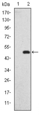 GKAP Primary Antibody MP30238 [M3G4]