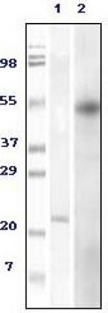 Foxp3 Primary Antibody MP20045 [M2A11G9; 2A11C2]