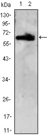 ZBTB7B Primary Antibody MP30011 [M7C12]