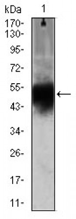 DCX Primary Antibody MP30381 [M2G5]