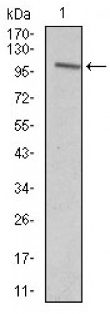 VAV1 Primary Antibody MP30390 [M2E11]