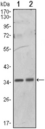 PPP1A Primary Antibody MP20432 [M6D1]