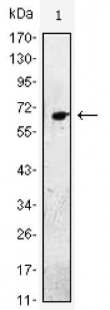 EGF Primary Antibody MP30015 [M4E11]