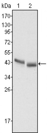PGA5 Primary Antibody MP20396 [M2C1]