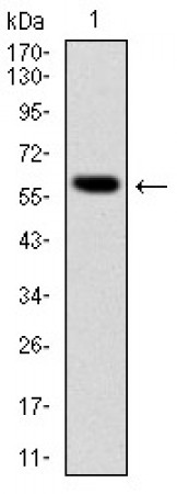 BLNK Primary Antibody MP30232 [M5G9]
