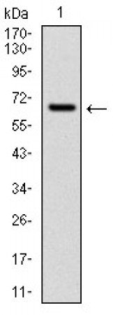CYP1A1 Primary Antibody MP30312 [M6G5]
