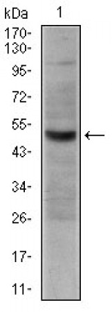 CD30 Primary Antibody MP30324 [M3B10]