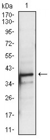 PBK Primary Antibody MP30329 [M2C8]