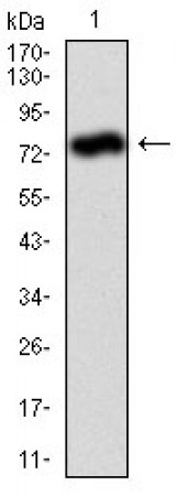 ALPL Primary Antibody MP30337 [M2F4]