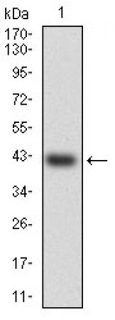HSF4 Primary Antibody MP30350 [M2E7]