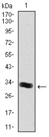 THPO Primary Antibody MP30352 [M1B11]