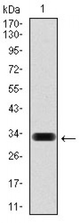 HAS3 Primary Antibody MP30357 [M3C9]