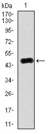 RAB4A Primary Antibody MP30370 [M4E11]