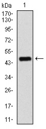 PPM1A Primary Antibody MP30376 [M7F12H6]