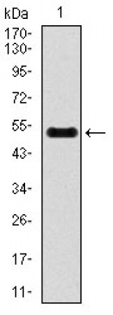 INCENP Primary Antibody MP30388 [M3D2]