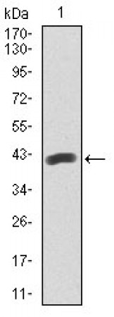 PAX5 Primary Antibody MP30395 [M7D3]