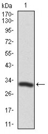 TWF1 Primary Antibody MP30407 [M7C11]