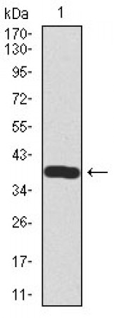SST Primary Antibody MP30416 [M7G5]