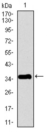 PPY Primary Antibody MP30433 [M2G5D12]