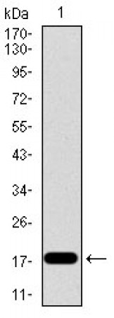 ID2 Primary Antibody MP30450A [M4E12G5]