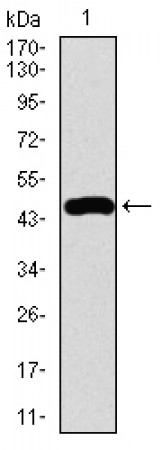 FOXC2 Primary Antibody MP30459A [M1D11C8]