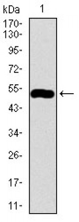 C17ORF53 Primary Antibody  MP30462P [M5F3H1]