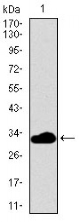 FCER1A Primary Antibody MP30466A [M1F2A9]
