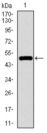 TP53BP1 Primary Antibody MP30484A [M6B3E10]