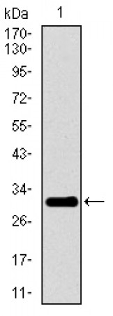 P2RY13 Primary Antibody MP30487 [M2H1G9]