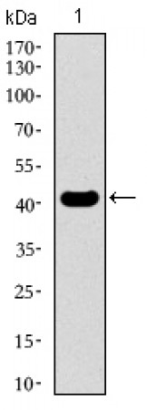 KLF1 Primary Antibody MP30489 [M1B6A3]