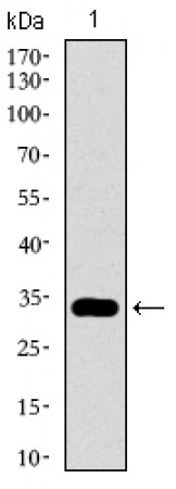 GATA6 Primary Antibody MP30492 [M2F10G3]