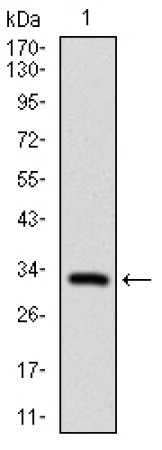 FGF4 Primary Antibody MP30494 [M2D7D5]