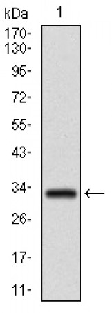 FGF4 Primary Antibody MP30495 [M3A12G9]
