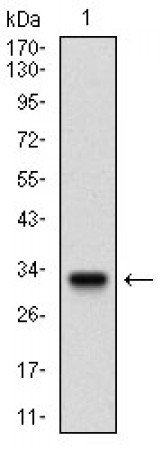 FLT3 Primary Antibody MP30507 [M7B7C3]
