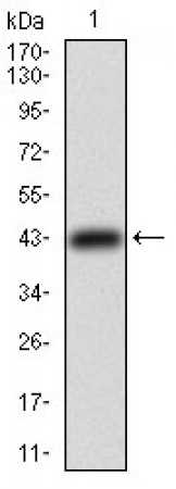 TFRC Primary Antibody MP30561 [M1A1B2]