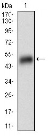 PLIN2 Primary Antibody MP30579 [M2C5H8]