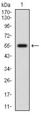 NFE2L2 Primary Antibody MP30597 [M1A6G6]