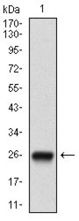 NT5E Primary Antibody MP30611 [M4G6B10]
