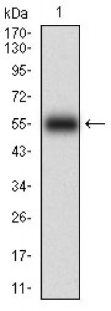 KHDRBS2 Primary Antibody MP30644 [M3D12C11]
